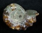 Polished Douvilleiceras Ammonite - / Inches #3721-1